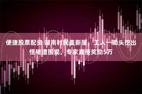 便捷股票配资 湖南村民盖新屋，工人一锄头挖出怪猪遭围观，专家直接奖励5万